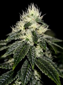 The Cali Connection Chem 91 Sk Va - 6 feminized seeds