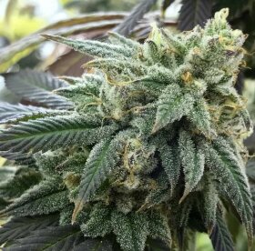 The Cali Connection Chem Valley Kush - 6 feminized seeds