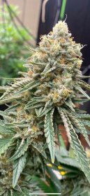 The Cali Connection Corleone Kush - 6 feminized seeds