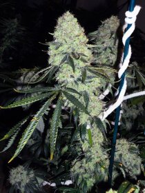 The Cali Connection Deadhead OG - 6 feminized seeds