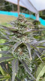 The Cali Connection Girls Scout Cookies - 6 feminized seeds