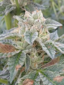 The Cali Connection Grape Kush - 6 feminisierte Samen