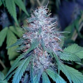 The Cali Connection Grape Kush - 6 feminized seeds