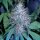 The Cali Connection Grape Kush - 6 feminisierte Samen