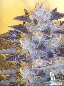 The Cali Connection Grape OG - 6 feminized seeds