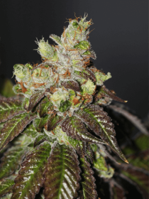 The Cali Connection Island Punch - 6 feminized seeds