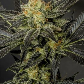 The Cali Connection LA Affie - 6 feminized seeds