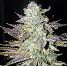 The Cali Connection LA Cookies - 6 feminized seeds