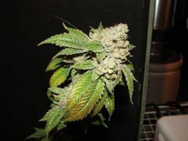 The Cali Connection Larry OG Kush - 6 feminisierte Samen