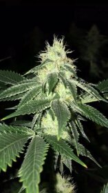 The Cali Connection Lemon Tart - 6 feminized seeds