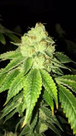 The Cali Connection Lemon Tart - 6 feminized seeds