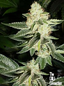 The Cali Connection Louis XIII OG - 6 feminized seeds