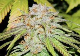 The Cali Connection Ogiesel - 6 feminized seeds