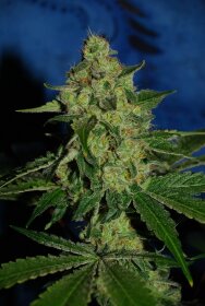 The Cali Connection Ogiesel - 6 feminized seeds