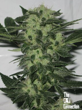 The Cali Connection Original Sour Diesel - 6 feminisierte Samen