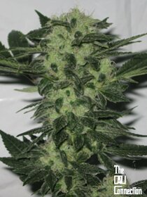 The Cali Connection Original Sour Diesel - 6 feminized seeds