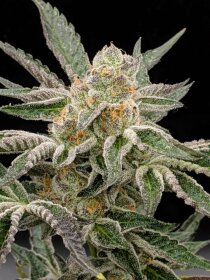 The Cali Connection Pre-98 Bubba - 6 feminized seeds