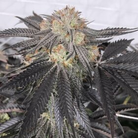 The Cali Connection Purple Chem - 6 feminized seeds