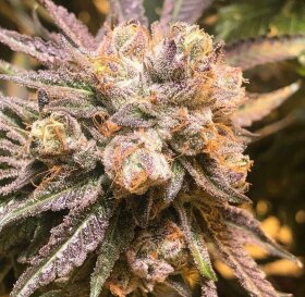 The Cali Connection Purple Chem - 6 feminized seeds