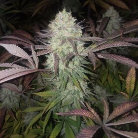 The Cali Connection Purple Crack - 6 feminized seeds