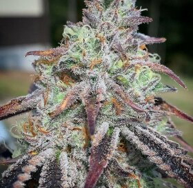 The Cali Connection Purple Diesel - 6 feminized seeds