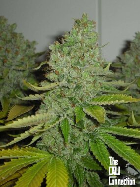 The Cali Connection SFV OG KUSH - 6 feminisierte Samen