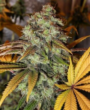 The Cali Connection Strawberry OG - 6 feminisierte Samen