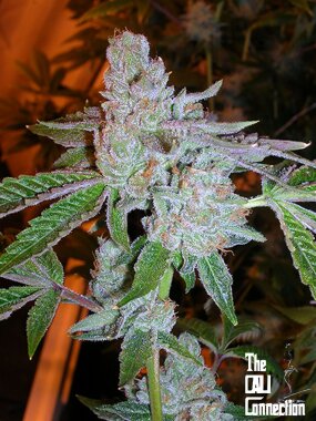 The Cali Connection Tahoe OG Kush - 6 feminisierte Samen