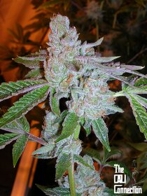 The Cali Connection Tahoe OG Kush - 6 feminized seeds