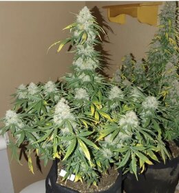 The Cali Connection Boss Hog AUTO - 6 autoflowering Samen