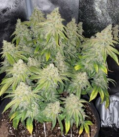 The Cali Connection Deadhead OG AUTO - 6 automated seeds