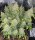 The Cali Connection Deadhead OG AUTO - 6 autoflowering Samen