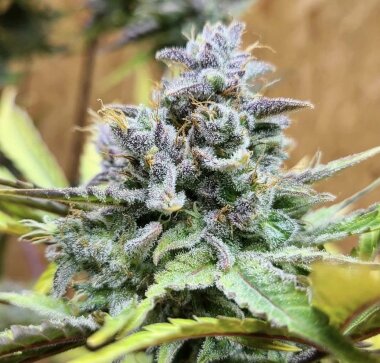 The Cali Connection Girls Scout Cookies AUTO - 6...