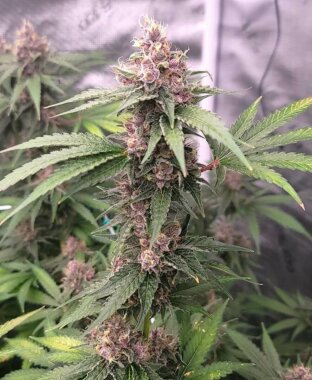 The Cali Connection Island Punch AUTO - 6 autoflowering...