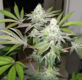 The Gold Line 78 - 6 feminized seeds