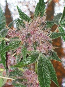 The Gold Line Cherries Jubilee - 6 feminized seeds