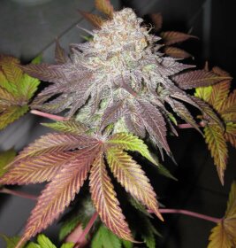 The Gold Line Fruit Cup - 6 feminized seeds