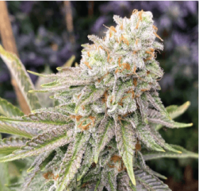 The Gold Line Italian Ice - 6 feminized seeds