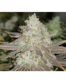 The Gold Line Passion Berry - 6 feminized seeds