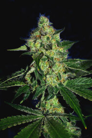 The Gold Line SugarMill - 6 feminized seeds