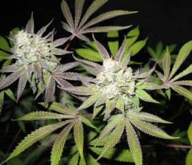 The Gold Line Tiramisu - 6 feminized seeds