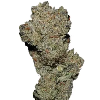 Growers Choice Banana Glue 3+1 feminisierte Samen