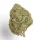 Growers Choice Banana Glue - 3 feminisierte Samen