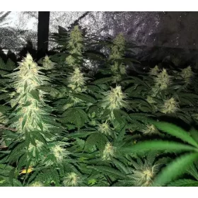 Growers Choice Banana Sherbet - 3 feminisierte Samen