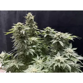 Growers Choice Banana Sherbet - 3 feminisierte Samen