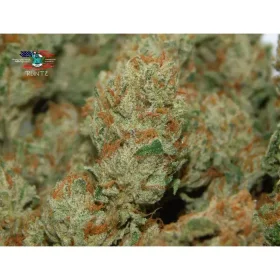 Growers Choice Banana Sherbet - 3 feminisierte Samen