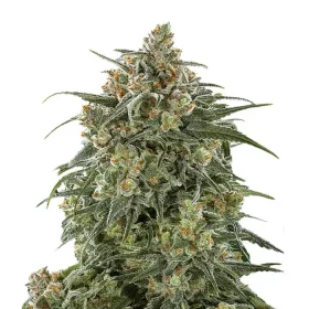 Growers Choice Banana Sherbet 3+1 feminized seeds