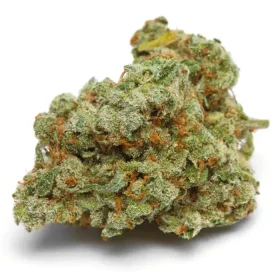 Growers Choice Banana Sherbet 3+1 feminized seeds