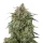 Growers Choice Banana Sherbet 3+1 feminisierte Samen