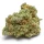 Growers Choice Banana Sherbet 3+1 feminisierte Samen